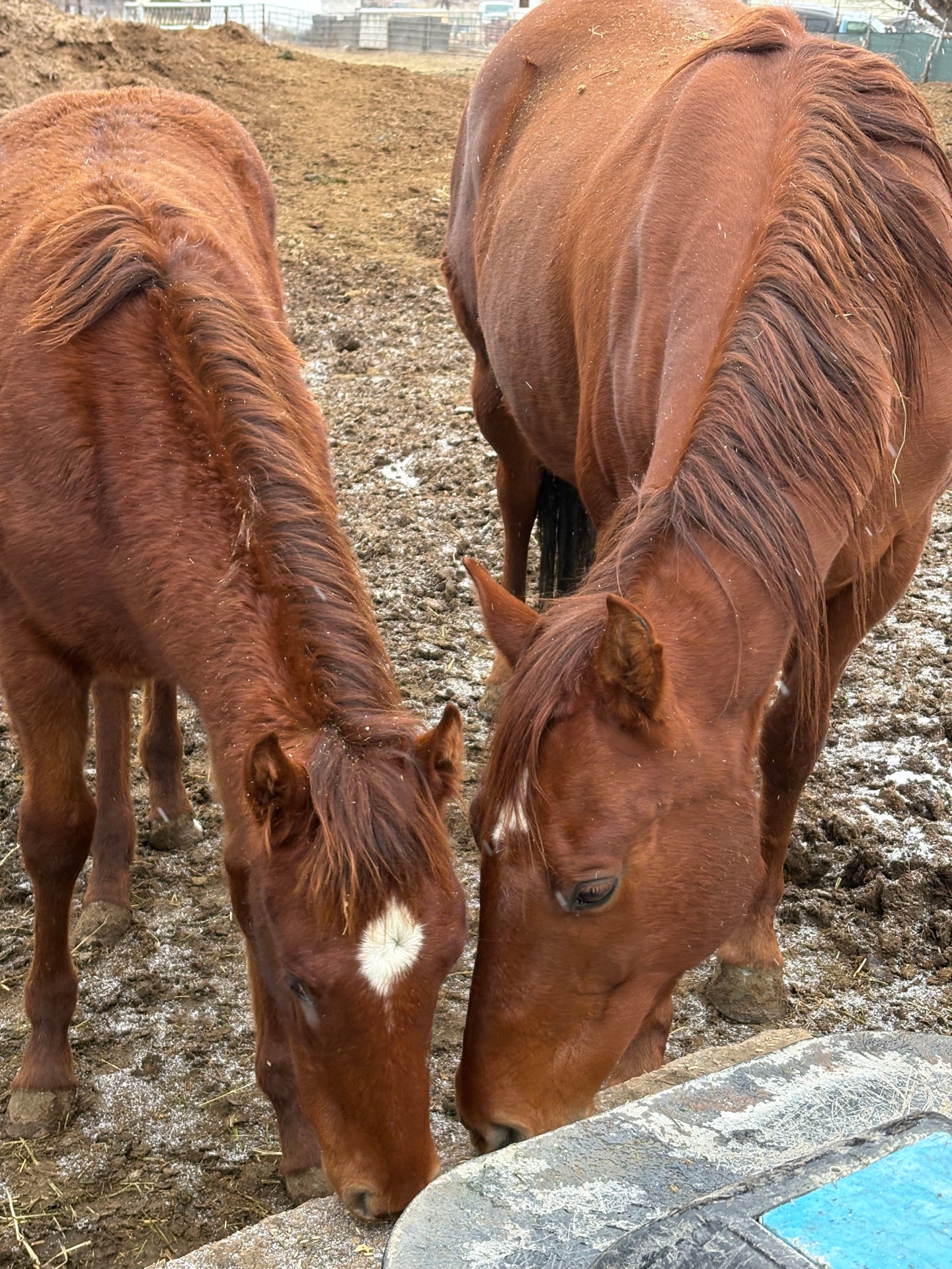 Mare and foal at Outsiders Quarter Horses